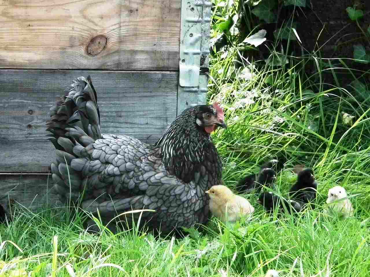 How Long Does It Take For A Chicken To Grow?