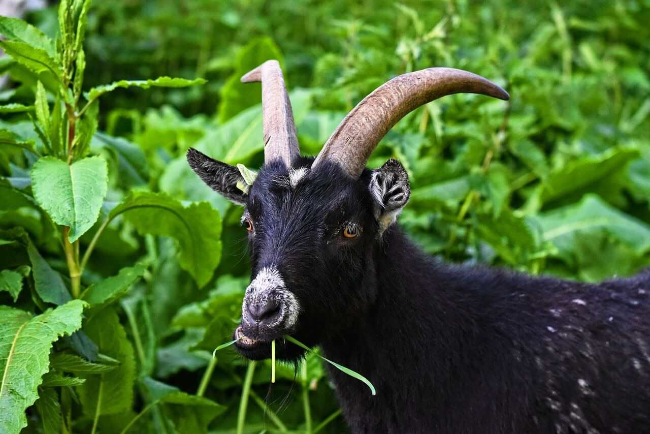 What Do Goats Eat? Tips on Goats feeding