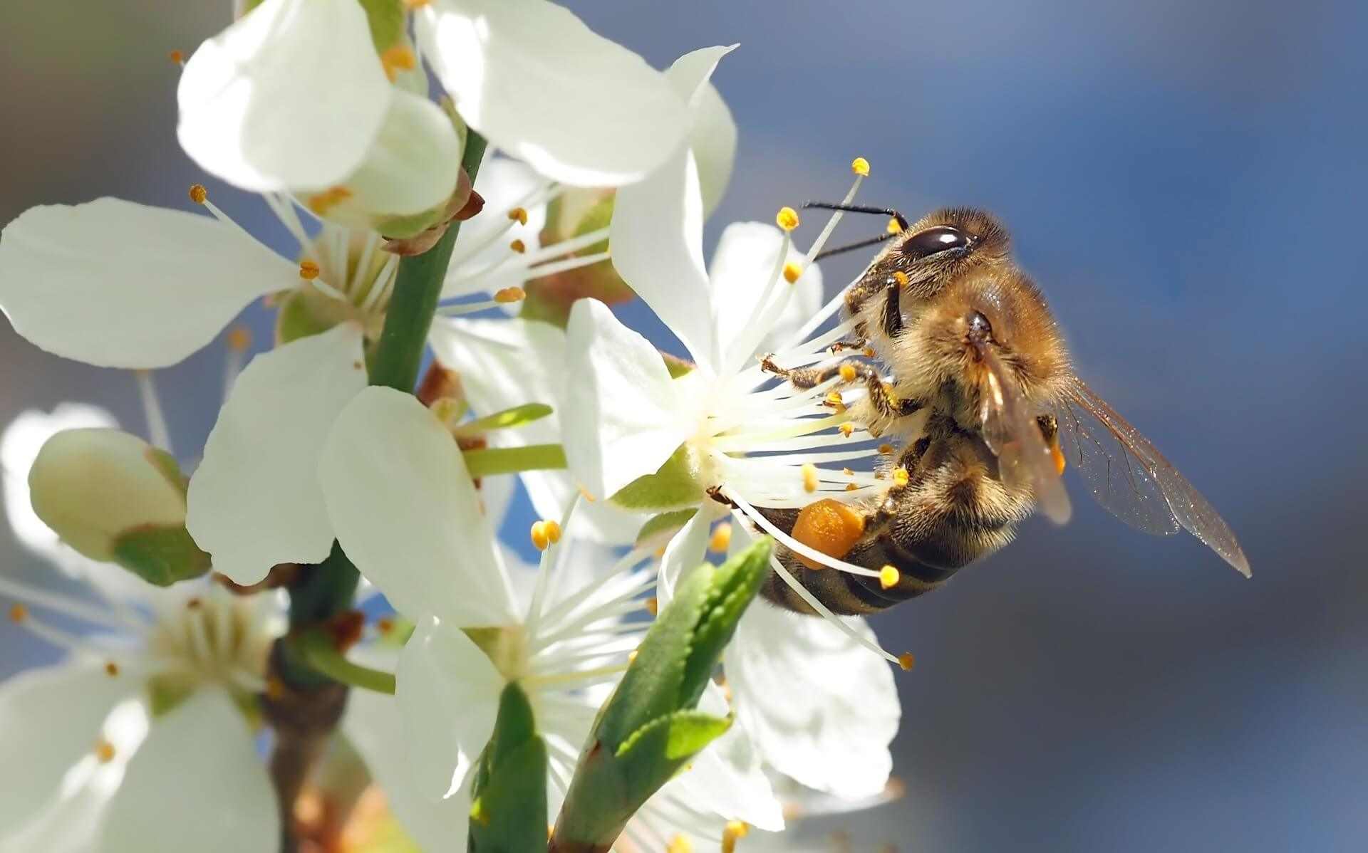 Tips for Avoiding Bees and Preventing Bee Stings in 2021