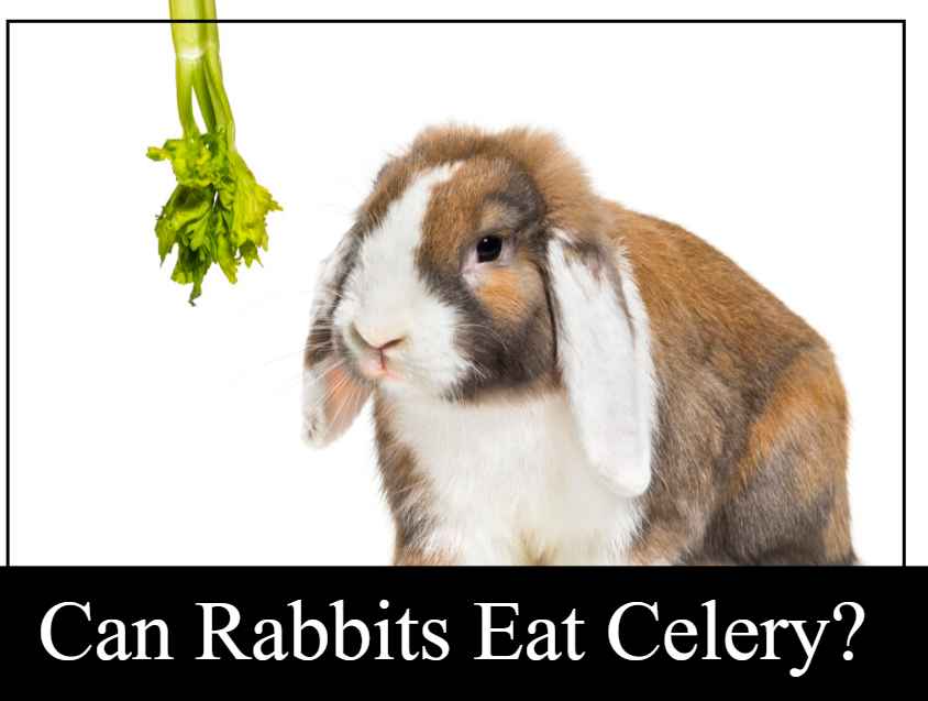 can rabbits eat celery
